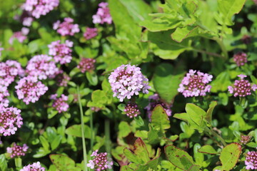 春の公園に咲くイブキジャコウソウの薄紫色の花