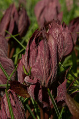 natural background in early spring fresh burgundy leaves of the garden plant basil