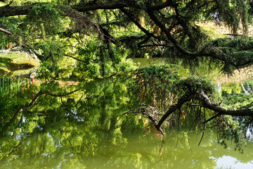 beautiful lake in a garden