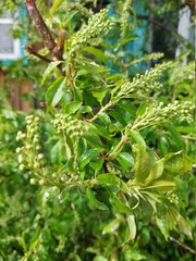 Prunus padus, known as bird cherry, hackberry, hagberry, or Mayday tree, is a flowering plant in the rose family with raindrops after rain