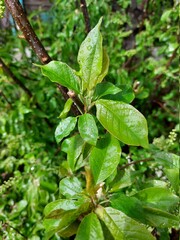 Prunus padus, known as bird cherry, hackberry, hagberry, or Mayday tree, is a flowering plant in the rose family with raindrops after rain