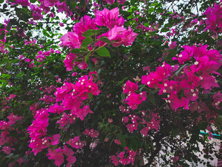 Obraz na płótnie Canvas pink bougainvillea flower with blur background.