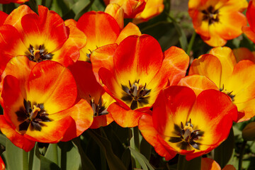 natural background early spring garden bed with red and yellow tulips