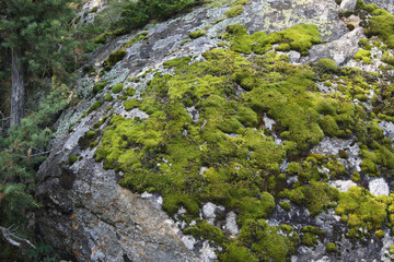 moss on a white background on the largest stone
