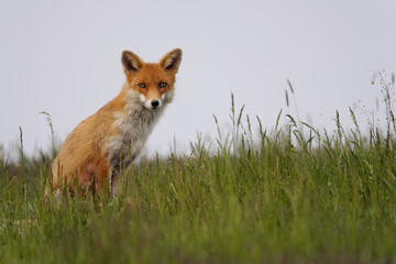 Red fox , vulpes vulpes in the grass