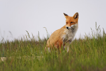 Naklejka na ściany i meble Red fox , vulpes vulpes in the grass