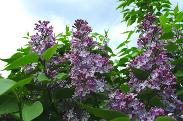 Fototapeta premium lilac flowers on a bush against the sky
