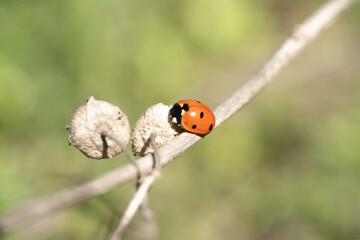 Fototapeta premium Ladybug crawling on a tree branch