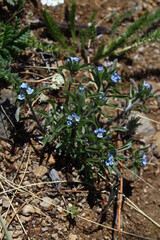 Eritrichium sajanense the rare wildflower forget-me-nots or scorpion grasses