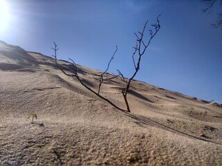 tree in the desert