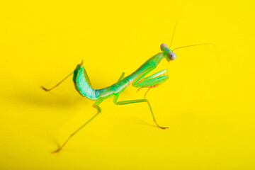 Green praying mantis kind of heirodula vietnam close up on yellow background