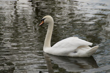 white swan on the lake