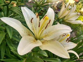 Obraz premium lily of the valley