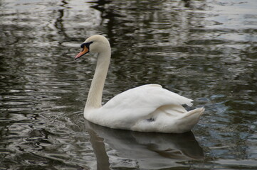 Naklejka premium white swan on the lake