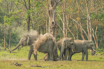 Obraz na płótnie Canvas Asian elephant