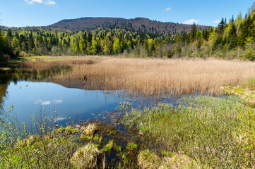 The Bobrowe Lake at the foot of the Chryszczata Mountain in the Baligród Forest District. Rabe, Bieszczady Mountains