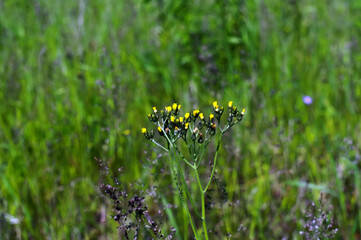 small yellow flowers of wild grass in the field