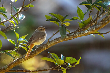 Bird in Orange Garden 
