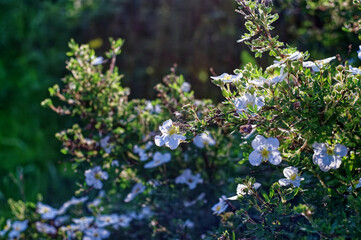 wild rose flowers in the garden