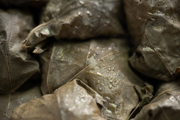 Cooked Tolma, made from grape leaves