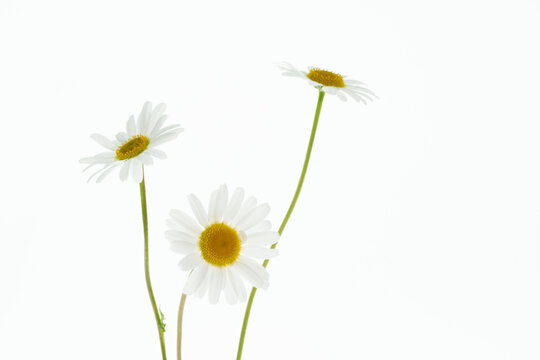 3 margeriten isoliert auf wei&szlig;em hintergrund