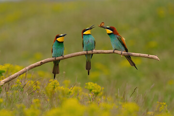 Group of colorful bee-eater on tree branch, against of yellow flowers background