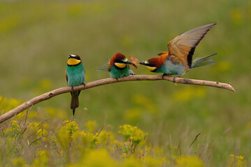 Group of colorful bee-eater on tree branch, against of yellow flowers background