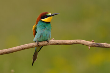 Colorful bee-eater on tree branch, against of yellow flowers background