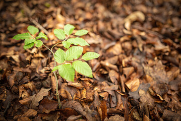 Kleine Buche wächst im Wald auf Waldboden