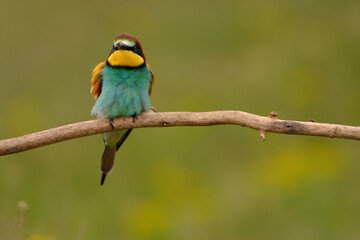 Colorful bee-eater on tree branch, against of yellow flowers background