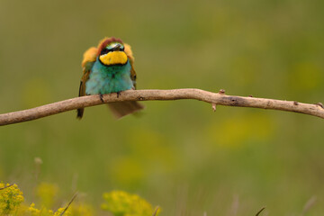Fototapeta premium Colorful bee-eater on tree branch, against of yellow flowers background