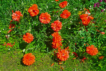 Red poppies