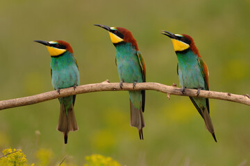 Fototapeta premium Group of colorful bee-eater on tree branch, against of yellow flowers background