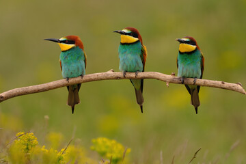 Fototapeta premium Group of colorful bee-eater on tree branch, against of yellow flowers background