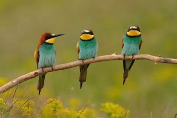 Plakat Group of colorful bee-eater on tree branch, against of yellow flowers background