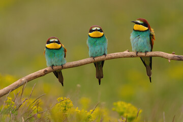 Fototapeta na wymiar Group of colorful bee-eater on tree branch, against of yellow flowers background