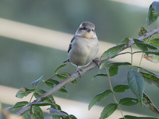 Russet Sparrow