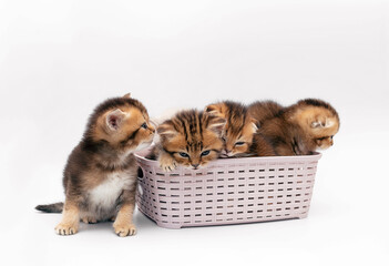 Four cute Scottish fold kittens, one month old, golden chinchilla color in a basket on a white background. A lively gift for kids to enjoy. Isolate. Copy space