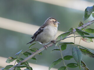 Russet Sparrow