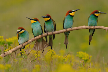 Group of colorful bee-eater on tree branch, against of yellow flowers background