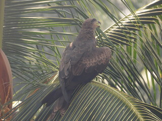 Black kite