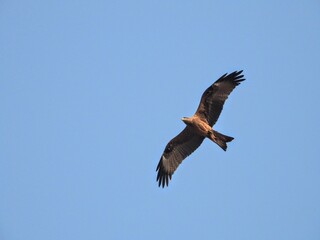 Black kite