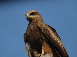 Black kite