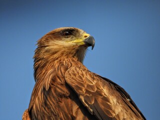 Black kite