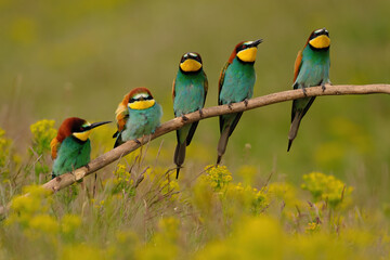 Group of colorful bee-eater on tree branch, against of yellow flowers background