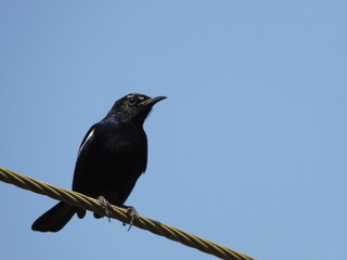 Pied bushchat