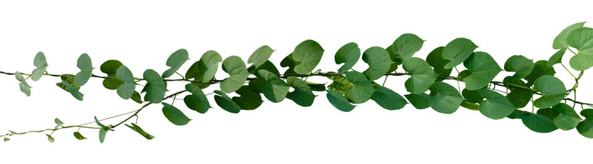 Fototapeta na wymiar vine plant climbing isolated on white background. Clipping path