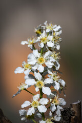 View of the blooming bird cherry in spring. Bird cherry in bloom. Close-up of a flowering Prunus Avium tree with white small flowers. Selective Focus