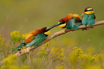 Group of colorful bee-eater on tree branch, against of yellow flowers background