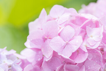 【夏】ピンク色のアジサイの花　梅雨

